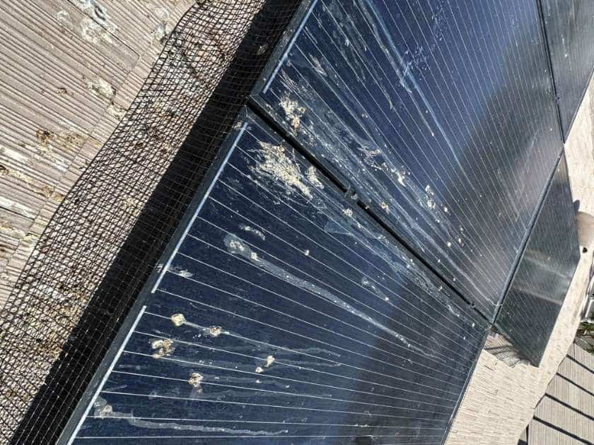 Pest Activity (Birds, Rodents, Nesting) Under Panels